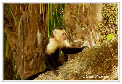 Capucins  face blanche - Capuchin monkey