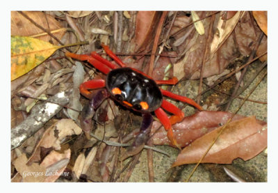 Tajalin (il se dplace de ct), Crabe halloween, Crabe du Costa rica, carr Gecarcinus