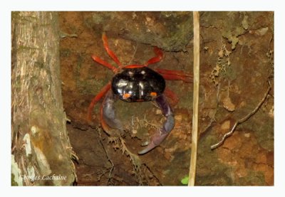 Tajalin (il se dplace de ct), Crabe halloween, Crabe du Costa rica, carr Gecarcinus