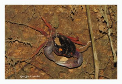 Tajalin (il se dplace de ct), Crabe halloween, Crabe du Costa rica, carr Gecarcinus