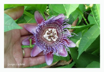 Fleur du Fruit de la passion - Passionfruit flower