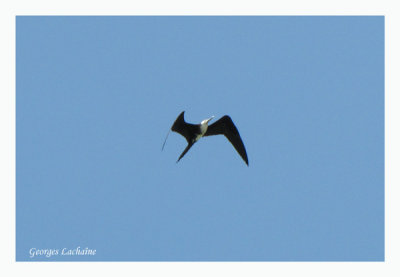 Frgate superbe - Magnificent Frigatebird