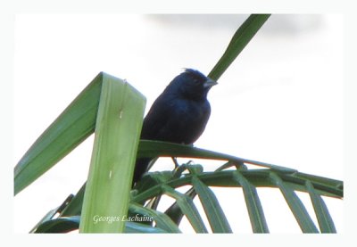 Jacarini noir - Blue-black Grassquit