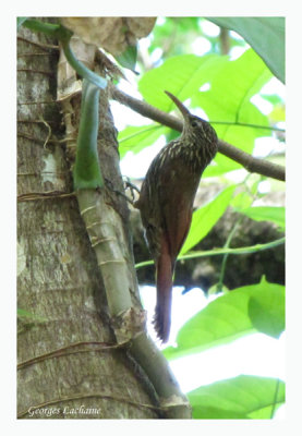 Grimpar de Souleyet - Streak-headed Woodcreeper