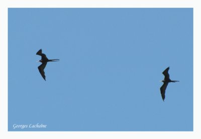 Frgate superbe - Magnificent Frigatebird