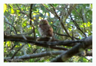 Chevchette brune - Ferruginous Pygmy Owl