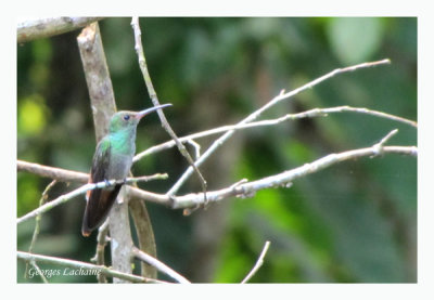 Ariane  ventre gris - Rufous-tailed Hummingbird