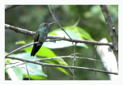 Ariane  ventre gris - Rufous-tailed Hummingbird