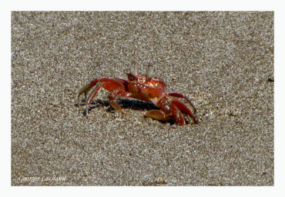 Crabe sp.