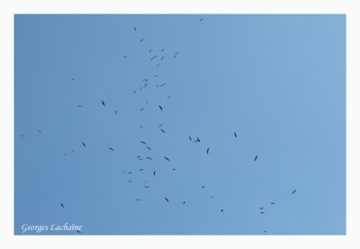 Beaucoup d'oiseaux dans le ciel ( Frgates, Plicans, Buses, Urubus et Hirondelles )