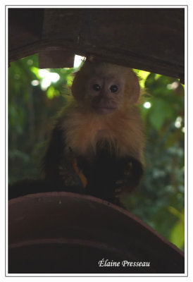 Un petit coquin (Capucins  face blanche - Capuchin monkey)