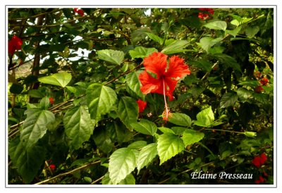 Hibiscus polynsien - Cottonwood Hibiscus