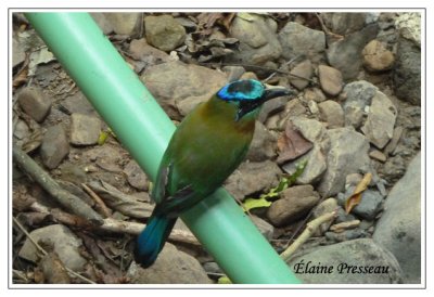 Motmot houtouc - Amazonian Motmot