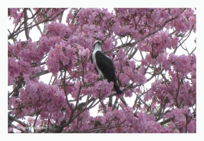 Balbuzard pcheur - Western Osprey