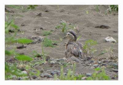 OEdicnme bistri - Double-striped Thick-knee