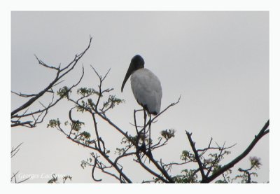 Tantale d'Amrique - Wood Stork