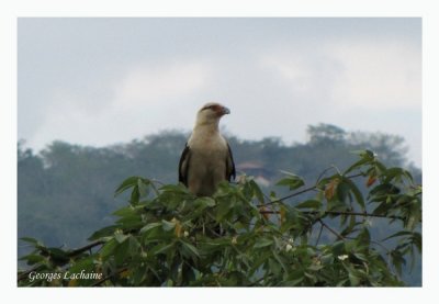 Caracara  tte jaune - Yellow-headed Caracara