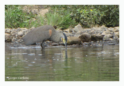 Onor du Mexique - Bare-throated Tiger Heron