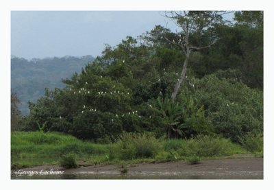 Hron garde-boeufs	- Western Cattle Egret