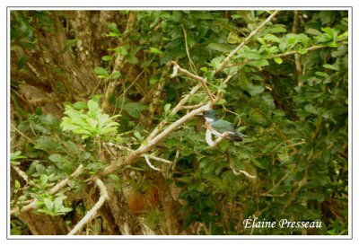 Martin-pcheur vert - Green Kingfisher