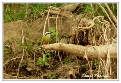 Motmot  sourcils bleus - Turquoise-browed Motmot