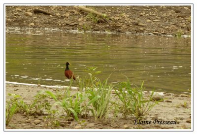 Jacana du Mexique - Northern Jacana