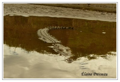 Crocodile - American Crocodile