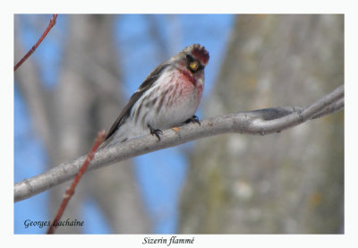 Sizerin flamm - Greater Common Redpoll - Carduelis flammea (Laval Qubec)