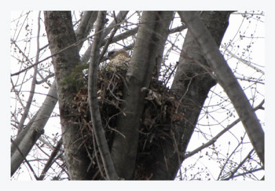 Un des 5 nids de Buse  paulettes cette anne  Laval