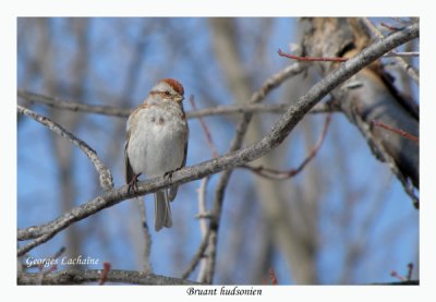 Bruant hudsonien - American Tree Sparrow - Spizella arborea (Laval Qubec)