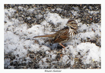 Bruant chanteur - Song Sparrow - Melospiza melodia (Laval Qubec)
