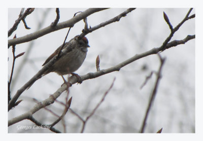 Bruant  des marais - Swamp Sparrow - Melospiza georgiana (Laval Qubec)