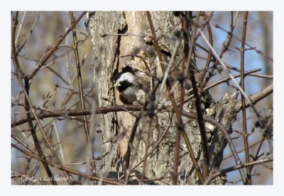 Msange creuse son nid dans un tronc d'arbre (Laval Qubec)