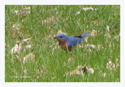 Merlebleu de l'Est - Eastern Bluebird - Sialia sialis (Laval Qubec)