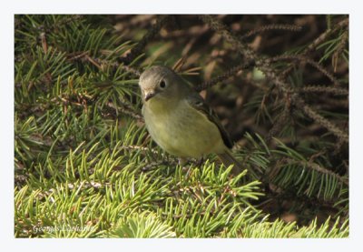 Roitelet  couronne rubis - Ruby-crowned Kinglet - Regulus calendula (Laval Qubec)