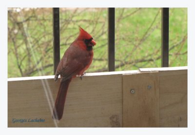 Cardinal rouge - Northern Cardinal - Cardinalis cardinalis (Laval Qubec)