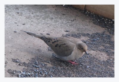 Tourterelle triste - Mourning Dove	- Zenaida macroura (Laval Qubec)