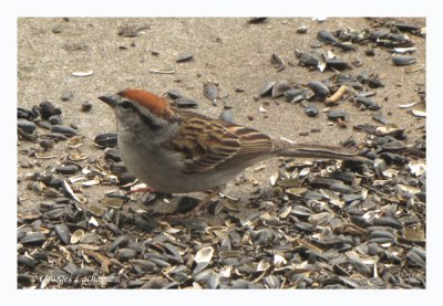 Bruant familier - Chipping Sparrow - Spizella passerina (Laval Qubec)