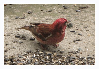 Roselin pourpr - Purple Finch - Carpodacus purpureus (Laval Qubec)