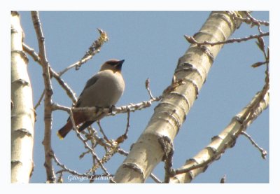 Jaseur boral - Bohemian Waxwing - Bombycilla garrulus - le 6 mai (Laval Qubec)