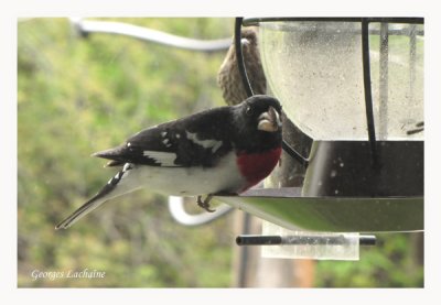 Cardinal  poitrine rose - Rose-breasted Grosbeak - Pheucticus ludovicianus (Laval Qubec)