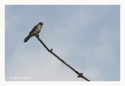 Crcerelle d'Amrique	 - American Kestrel - Falco sparverius (Laval Qubec)