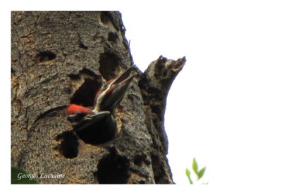 Jeune Grand Pic - Pileated Woodpecker - Dryocopus pileatus (Laval Qubec)