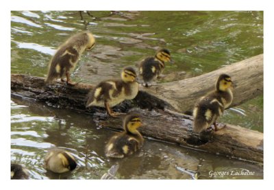 Bébés Canard colvert (Laval Québec)