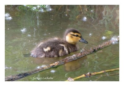 Bébé Canard noir (Laval Québec)