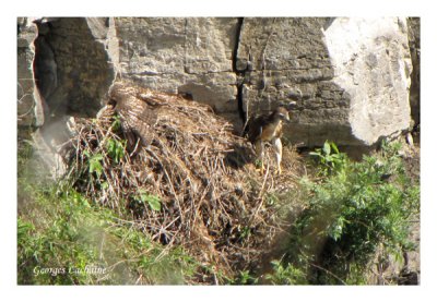 Jeune Buse  queue rousse - Red-tailed Hawk - Buteo jamaicensis (Laval Qubec)