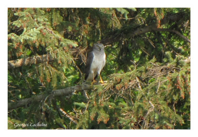 Busard Saint-Martin - Northern Harrier - Circus cyaneus (Laval Qubec)