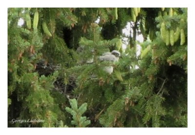 Faucons mrillons