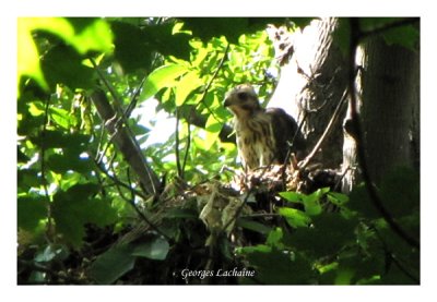 Jeune Buse  paulettes - Red-shouldered Hawk - Buteo lineatus (Laval Qubec)