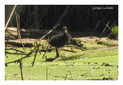 Jeune Gallinule poule-deau (Laval Qubec)